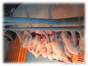 分娩舍环境控制、健康检查