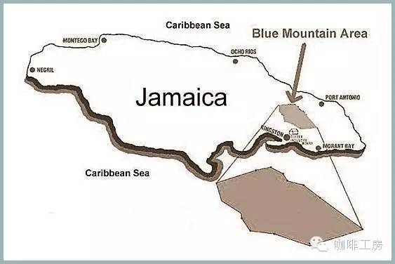 你能确定你喝到的是真蓝山么?