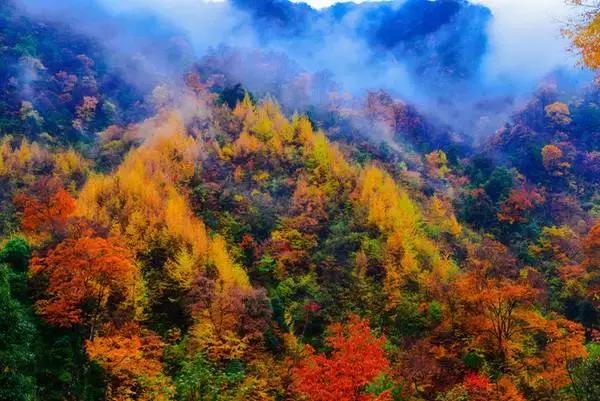 成都乐山红叶彩林,四川红叶彩林旅游节