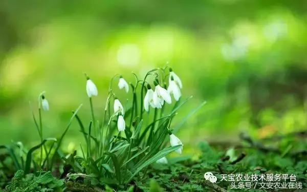 磷酸二氢钾在农作物的使用方法,磷酸二氢钾使用方法及注意事项