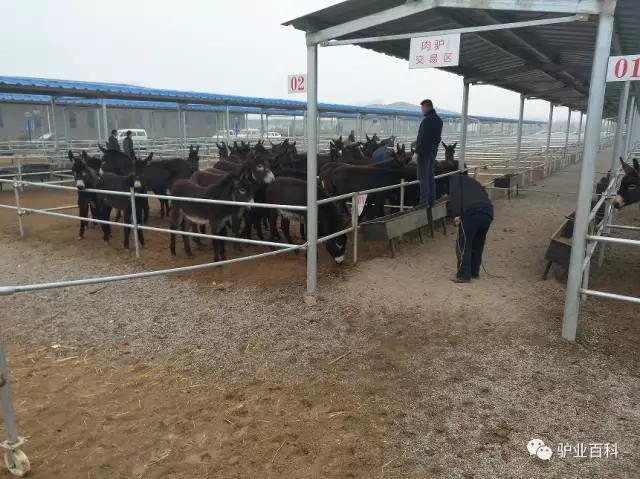 手把手教你买大牌,手把手教你挑一头好驴