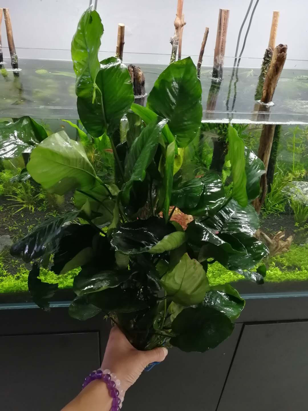 老王家的池塘视频,小型水榕水草推荐