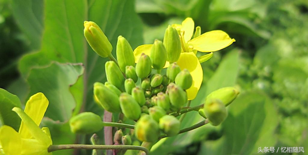 油菜加什么祛斑效果好,油菜对皮肤好吗