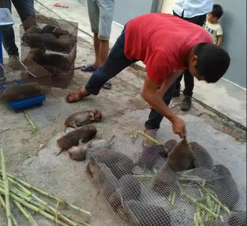 温度超过30度竹鼠会中暑吗,竹鼠冬天在稻草里会中暑吗