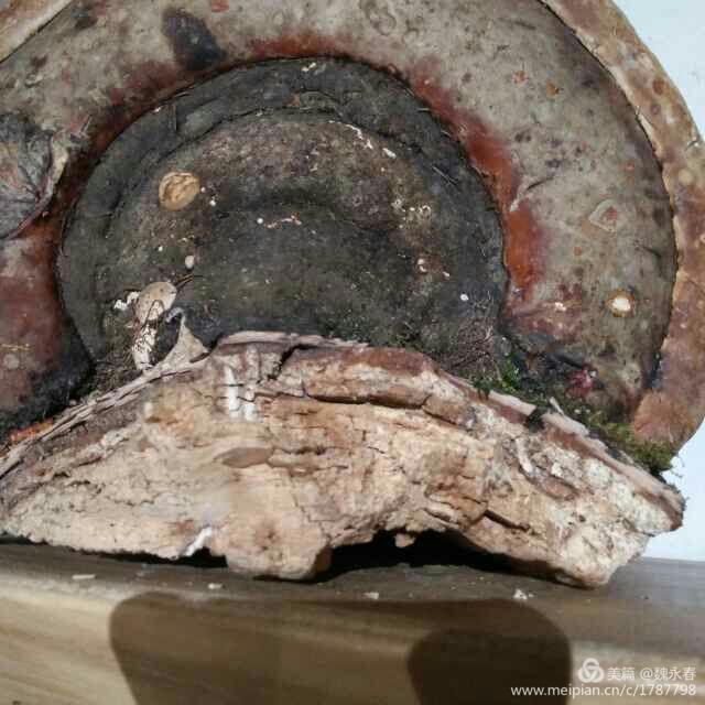 内蒙古草原旅游度假村,内蒙古敖鲁古雅景区