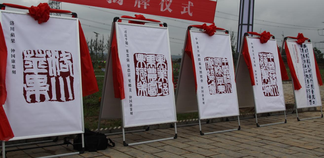 最新的洛川苹果,新的洛川苹果