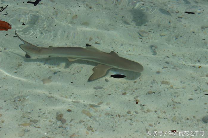 去兰卡威逗小鲨鱼，登嘉楼热浪岛浪一浪