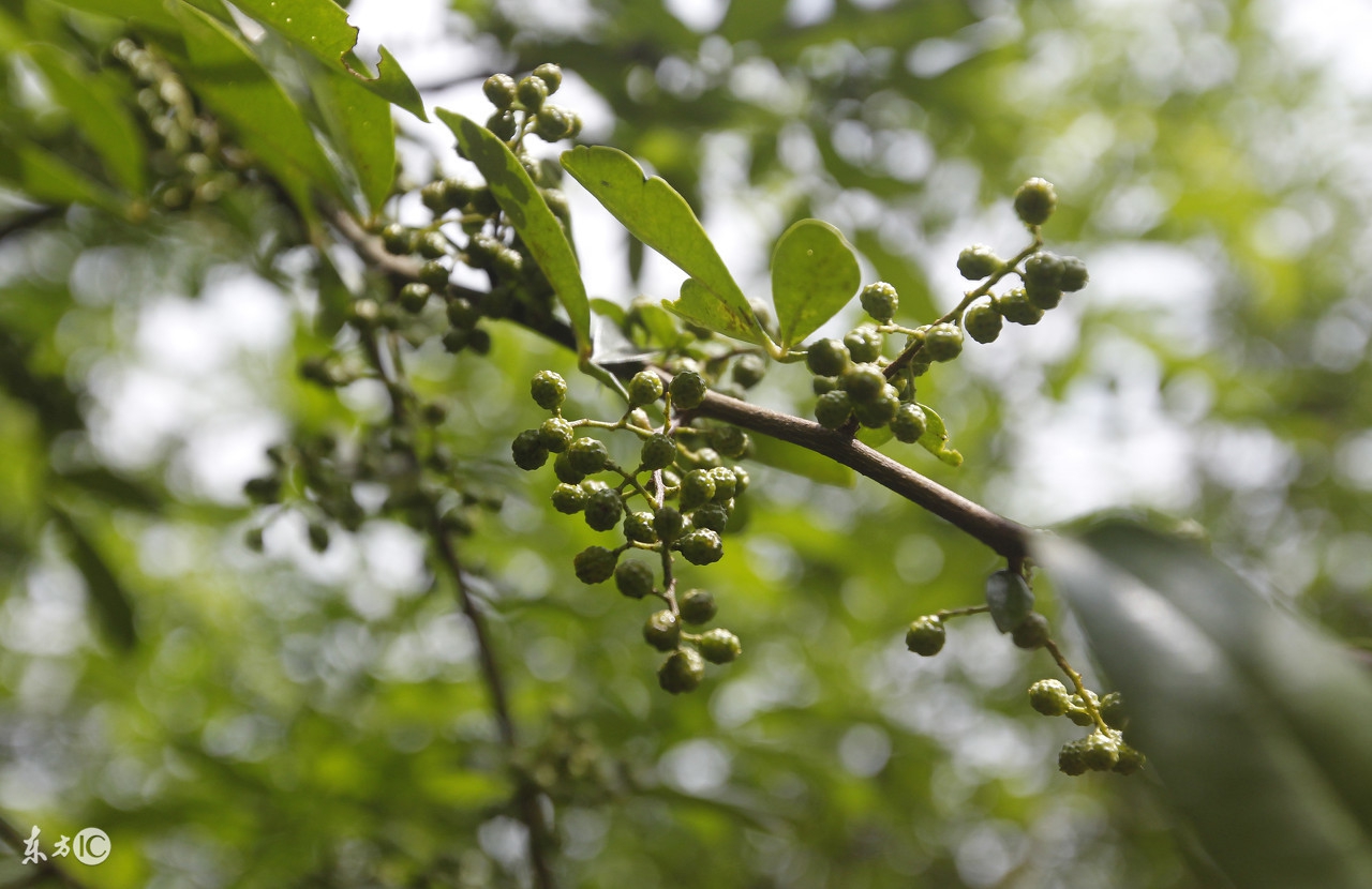 花椒作为中药具有的十大功效，你了解多少