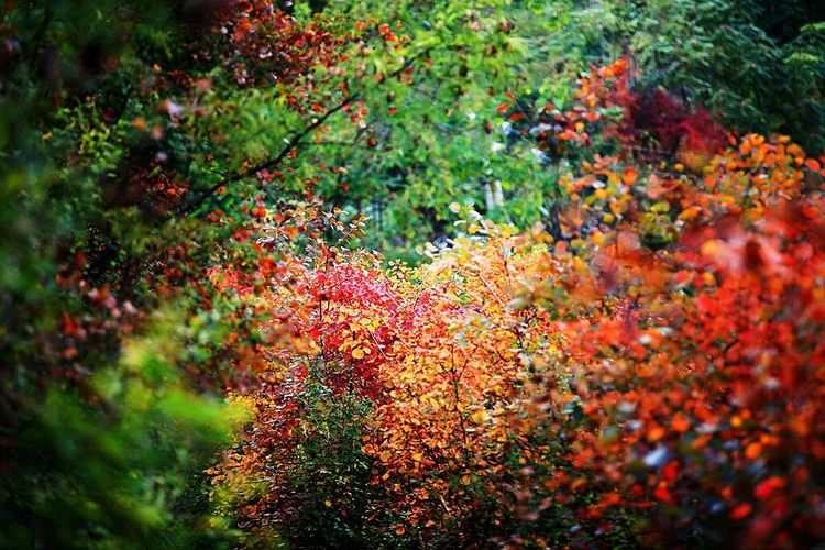 秋韵流过的晋城红