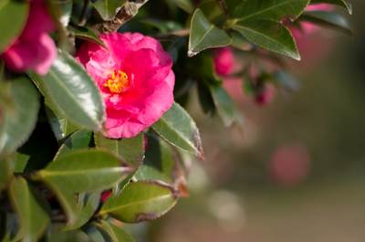 aps-c有必要升级全画幅吗,aps-c和全画幅差距大吗