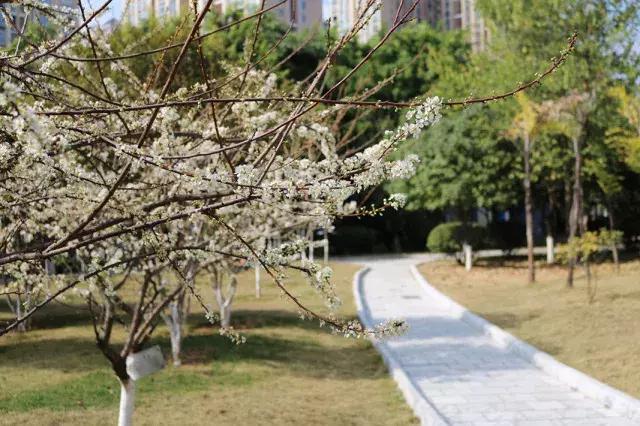 柳州市第十二中学,最美校园柳州市第二中学