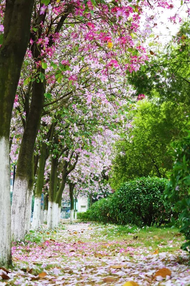 柳州市第十二中学分数线,柳州市第十二中学农志勋