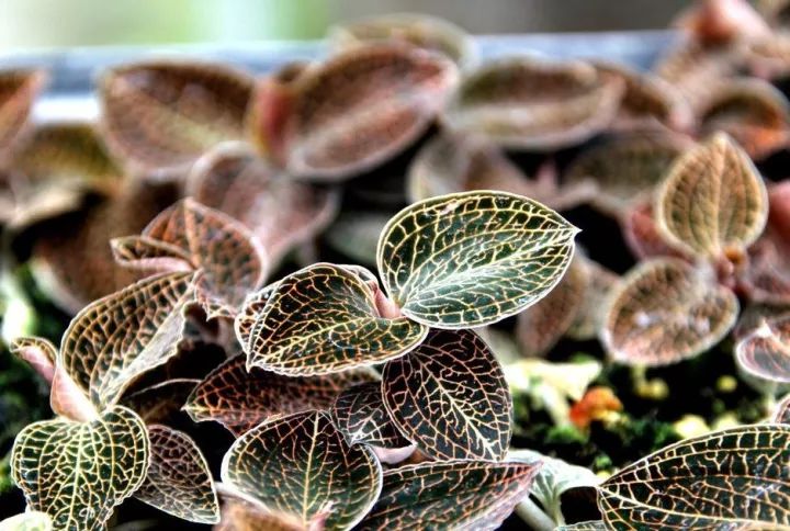 金线莲怎么养才是最好的,金线莲的养殖方法和注意事项