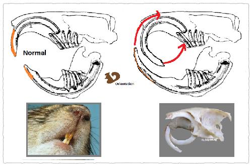 养松鼠需要打疫苗吗,养松鼠需要木屑吗