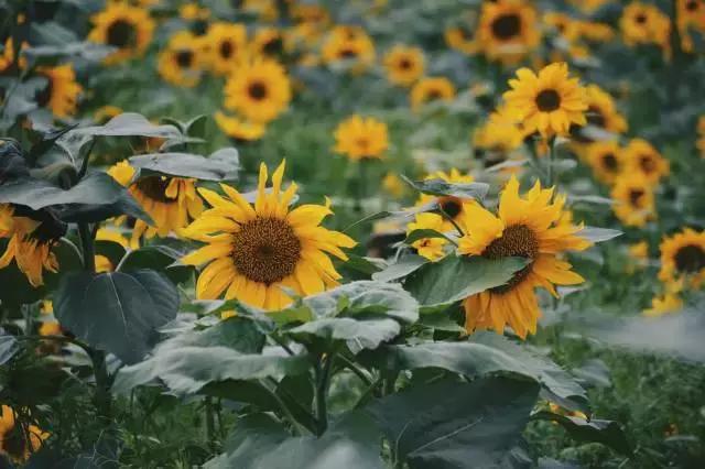 金门周游好去处,不旅行要用什么办法