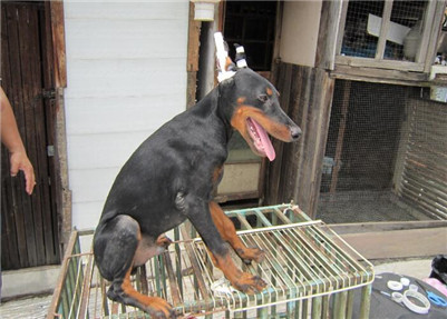 杜宾犬在家养合适吗,杜宾犬怎么养才能更好