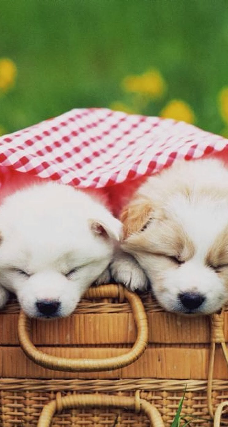 唯美1080×1920P高清壁纸锁屏画面待机背景图！请在wifi环境查看