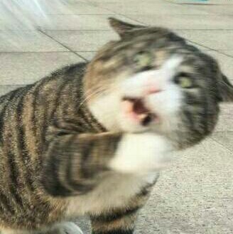 相信大家都看过这个猫的表情包,原来这些表情包是真实存在的猫咪