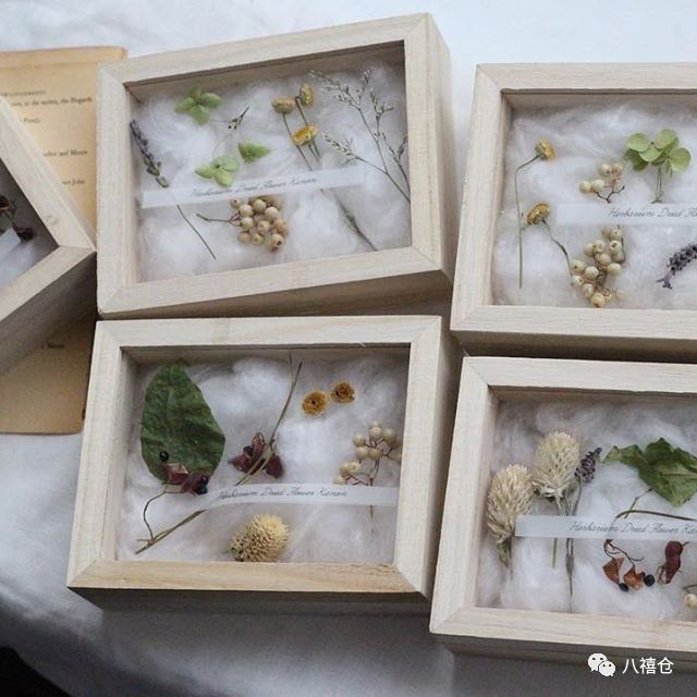 干花的颜色和品种,干花的形态分类