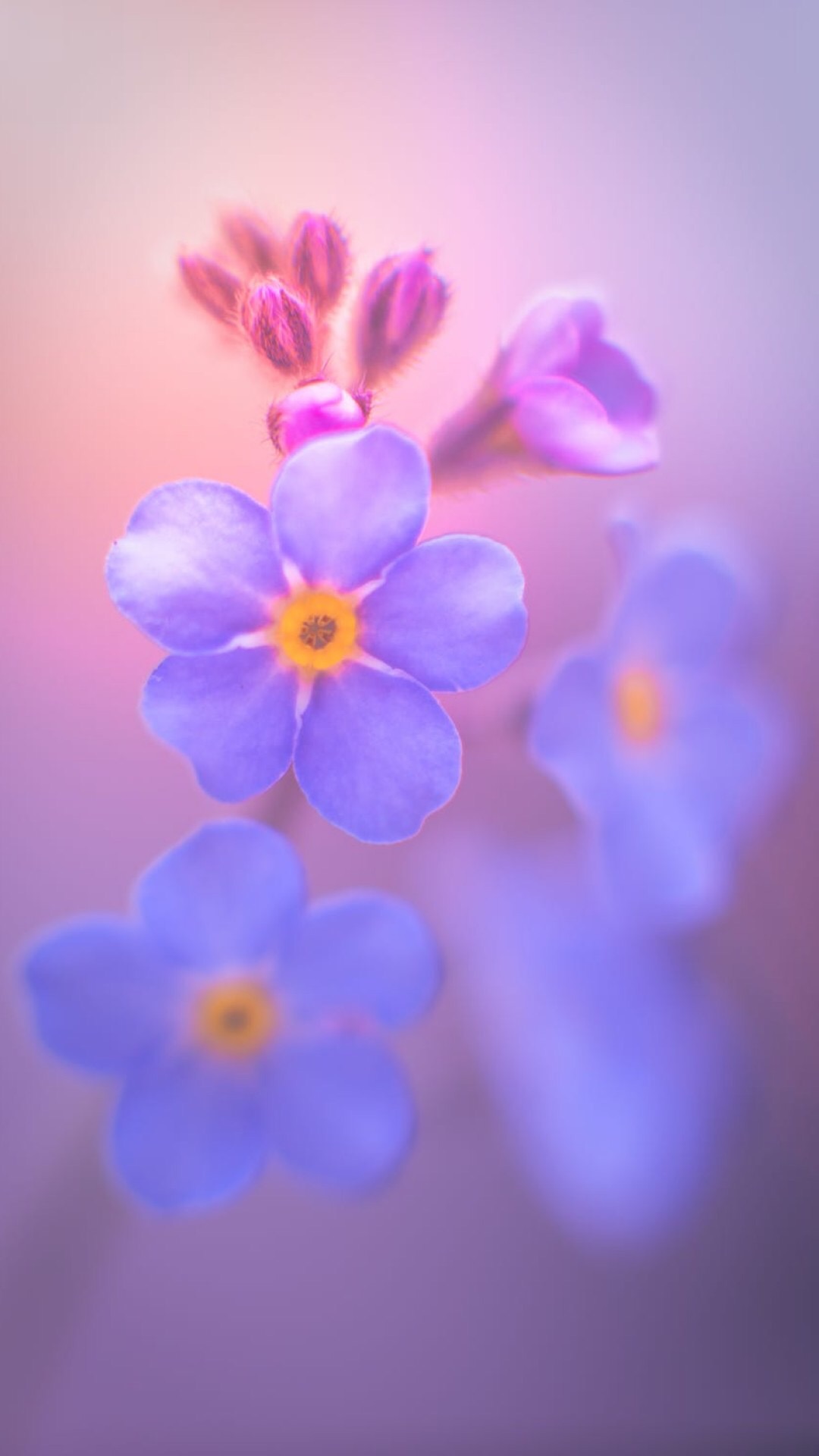 唯美1080×1920P高清壁纸锁屏画面待机背景图！请在wifi环境查看