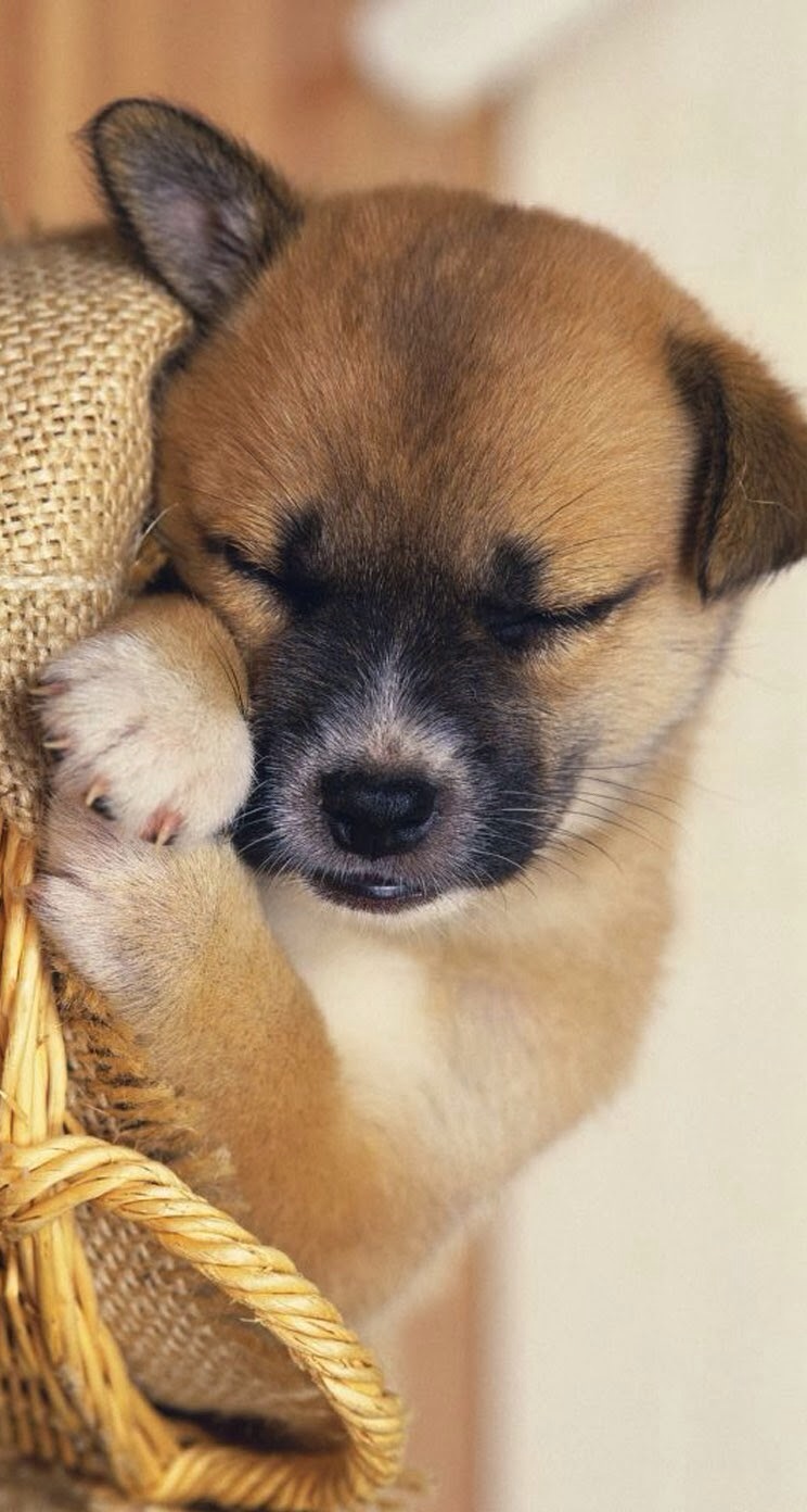 唯美1080×1920P高清壁纸锁屏画面待机背景图！请在wifi环境查看