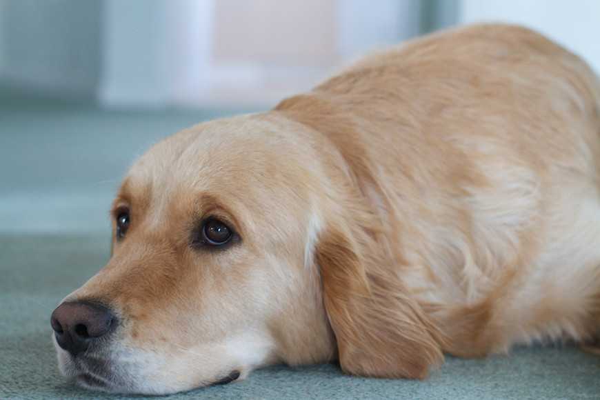 狗狗结扎完怎么防止感染,狗狗子宫蓄脓不吃东西怎么办