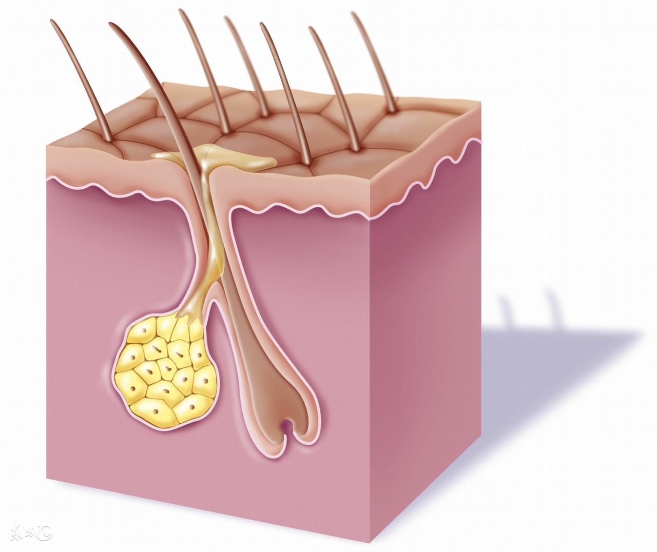 爱美的你，还在为讨厌的青春痘烦恼吗？小编和你一起战“痘”到底