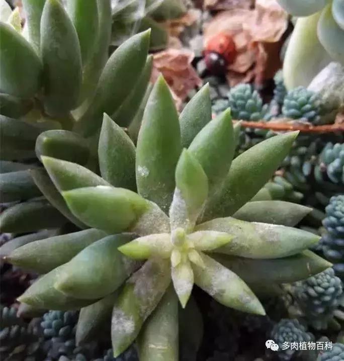 怎么防治多肉病虫害,多肉植物怎么预防白化病
