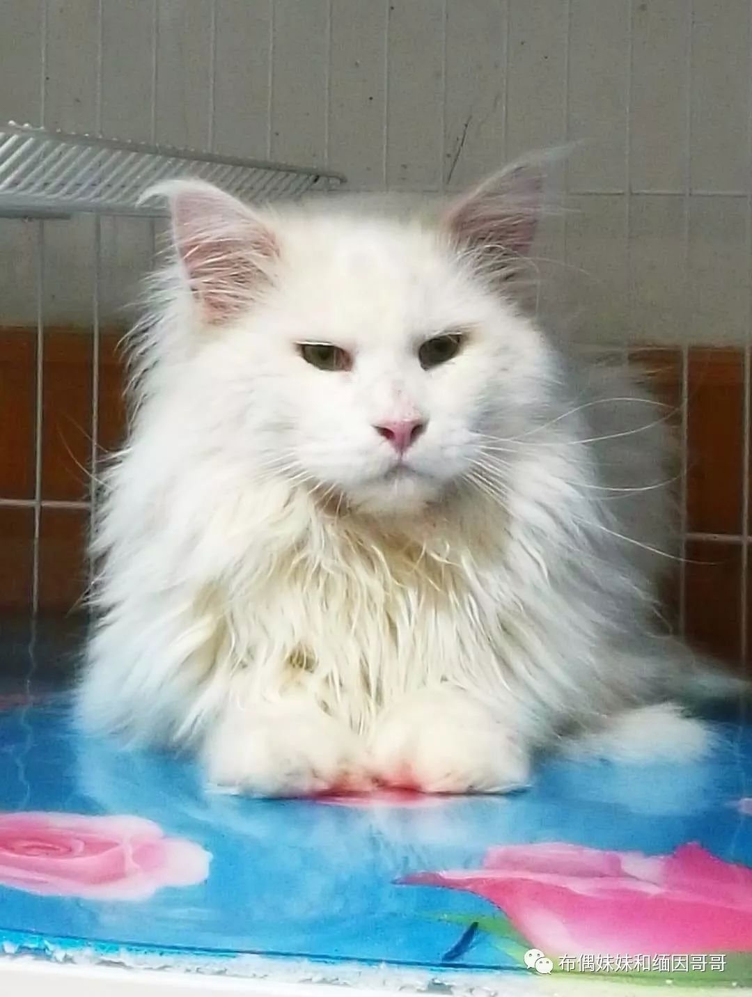 俄罗斯接回来的缅因猫,俄罗斯缅因猫带芯片