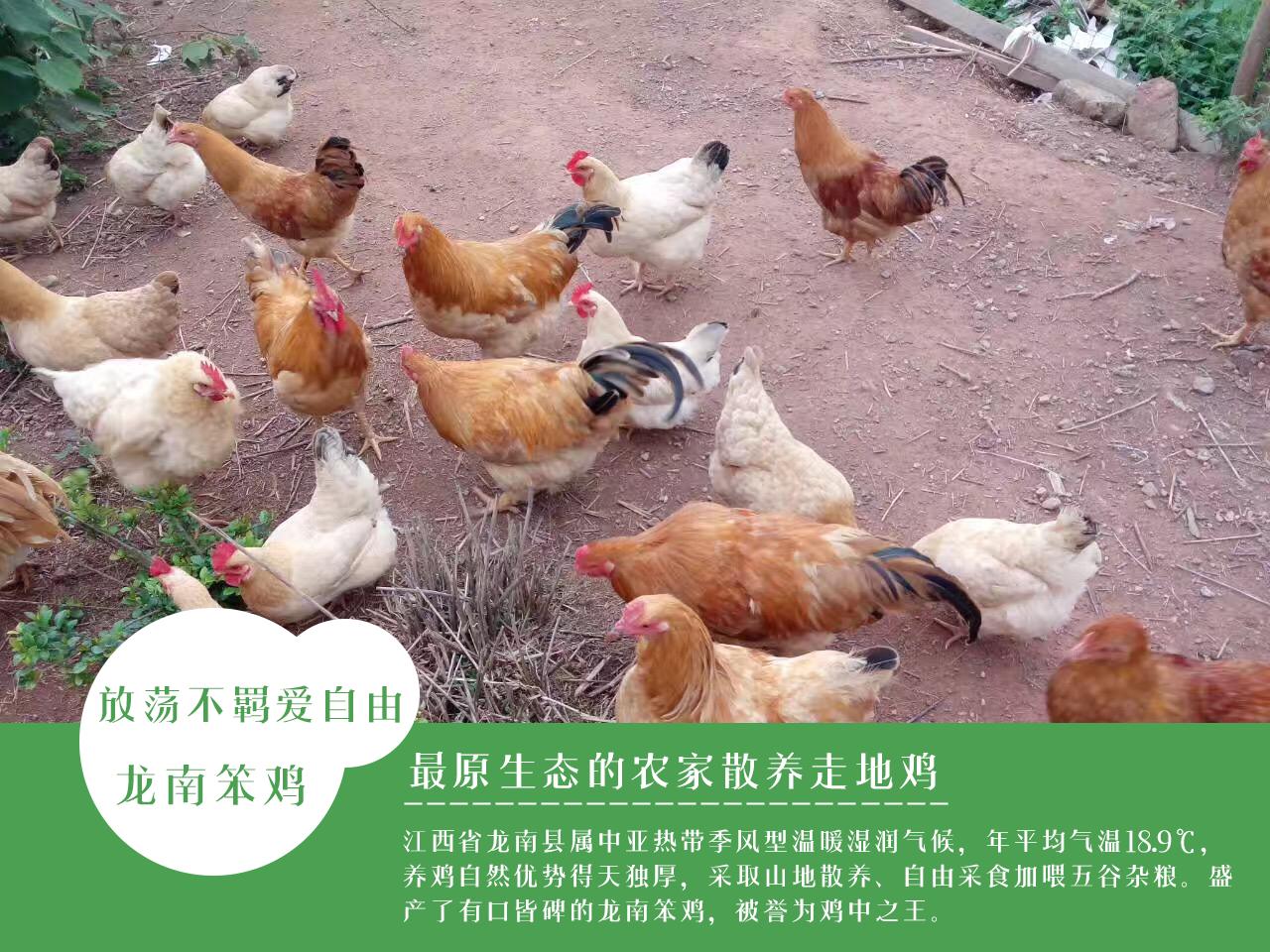 支付宝芝麻信用分租房程序,支付宝芝麻信用租东西怎么样