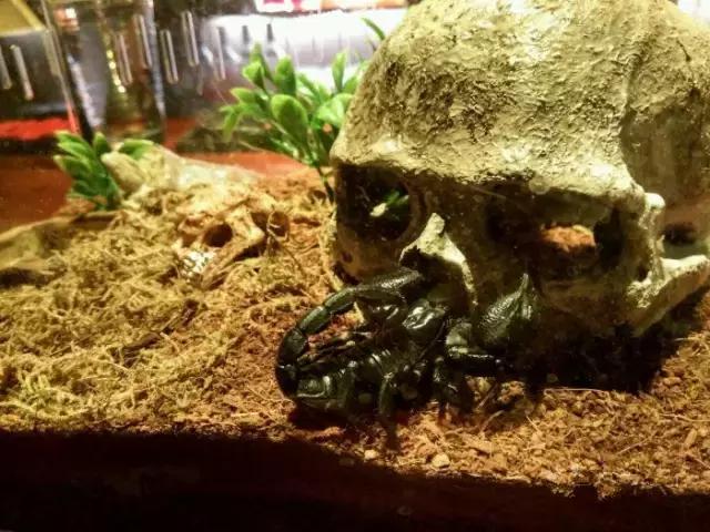 贵阳鸡尾酒吧攻略,贵阳唯一能脱单的酒吧