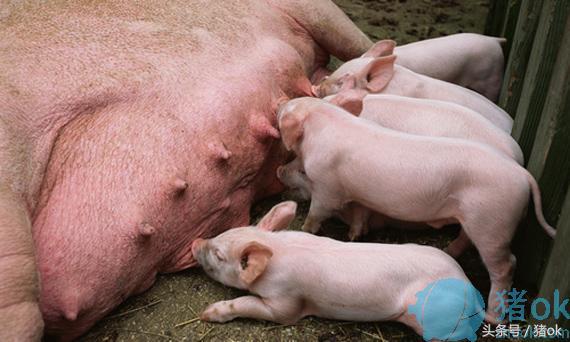 母猪难产最快解决办法是什么,母猪死胎难产怎么办