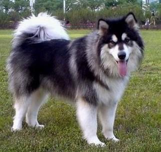 黄色毛的狗狗是什么品种,狗狗品种大全及图片与介绍