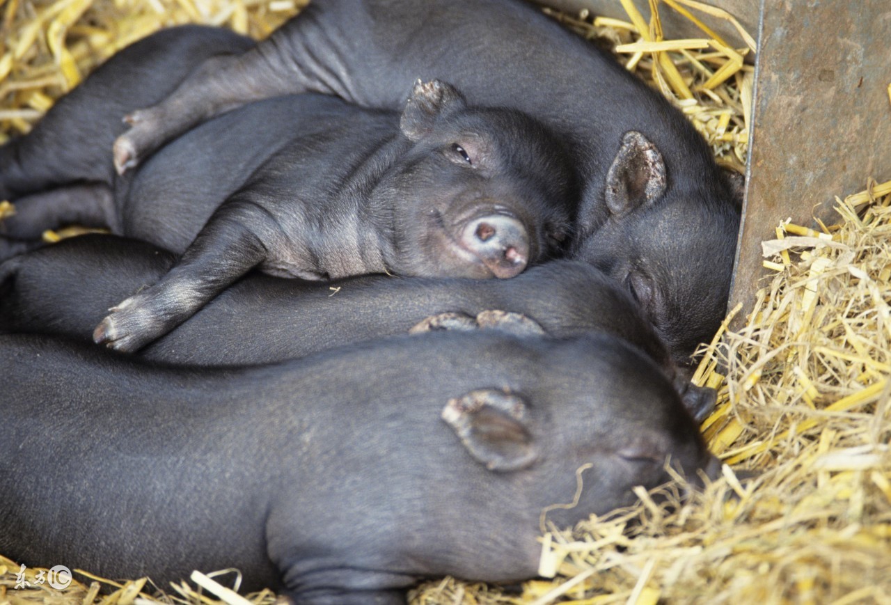 仔猪饲料中毒怎么缓解,仔猪补铁中毒什么症状怎么处理