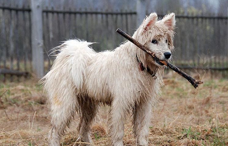 萨摩耶怎么训练狗不乱咬东西,怎样才能让萨摩耶咬狗