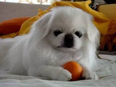 黄色毛的狗狗是什么品种,狗狗品种大全及图片与介绍