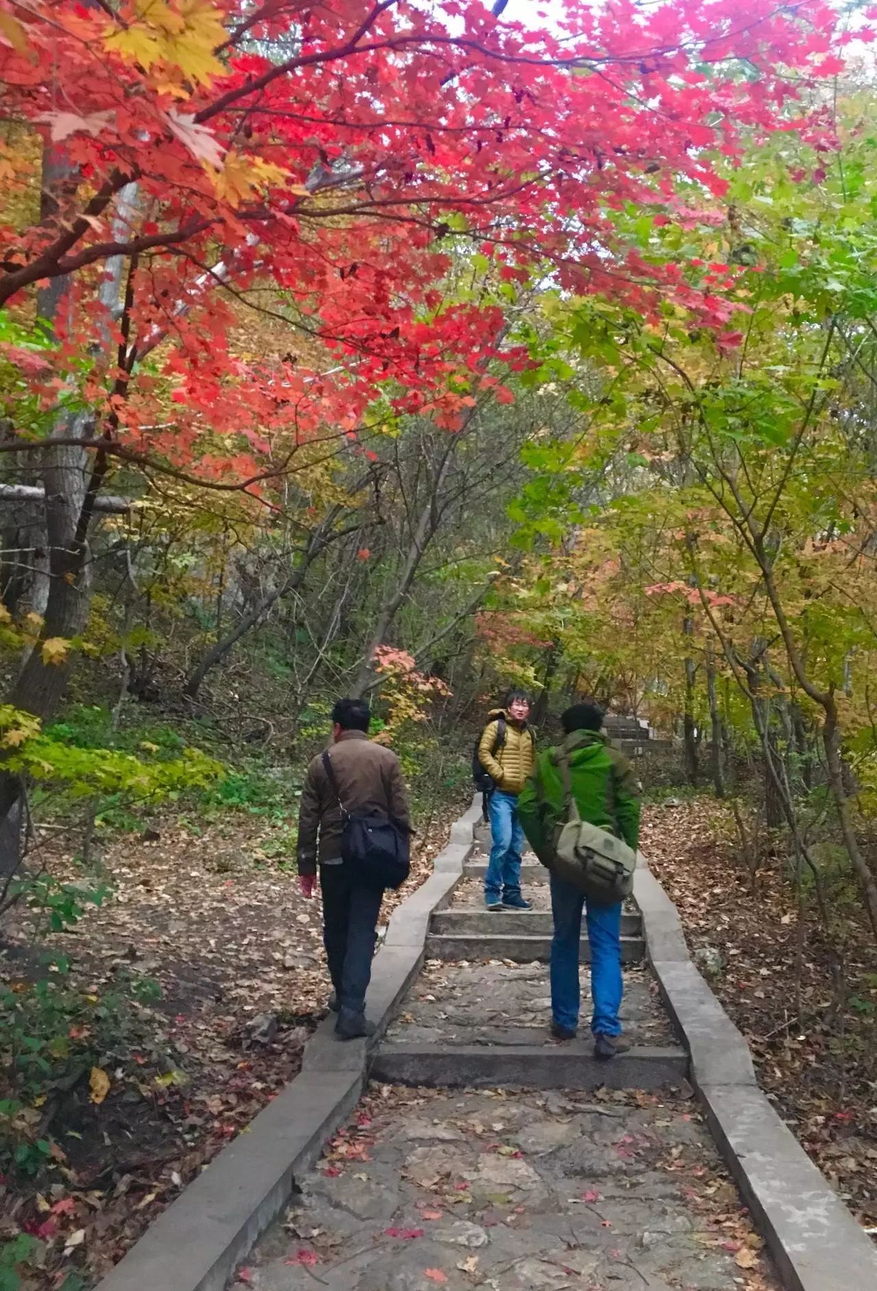 新鲜出炉~赏枫HOT！百名摄影家齐聚庄河天门山