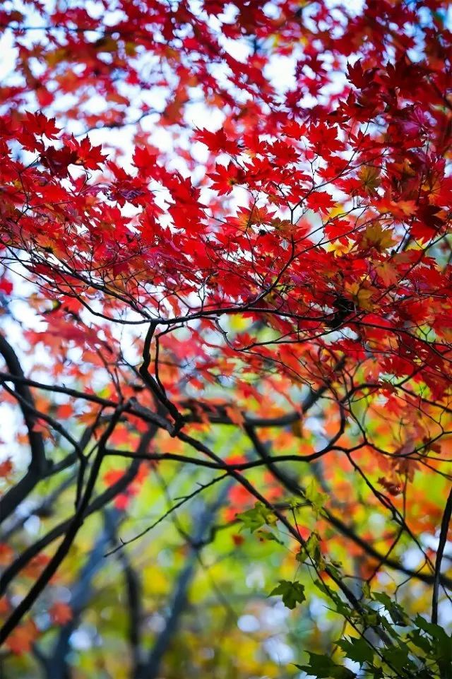 新鲜出炉~赏枫HOT！百名摄影家齐聚庄河天门山