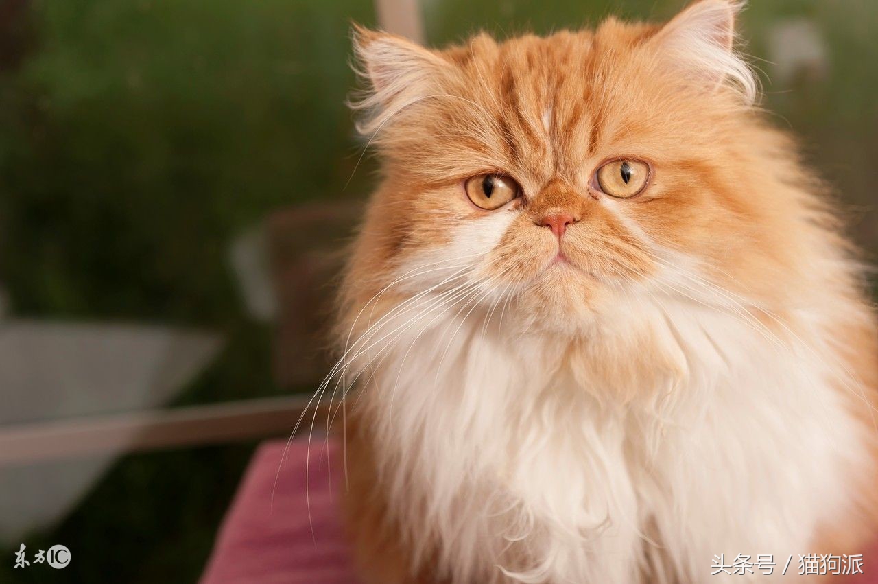 猫咪掉毛严重秃了好几块怎么办,猫咪掉毛很严重补充什么维生素