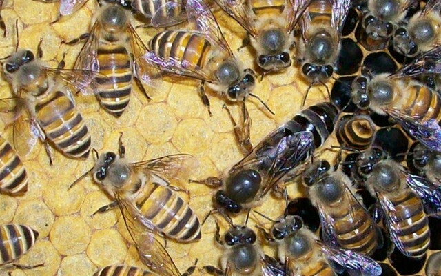 蜜蜂蜇人怎么蛰,蜜蜂知道自己蜇人后会死掉吗