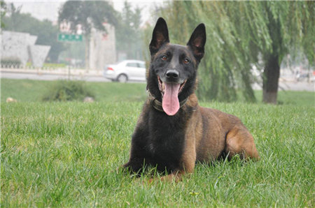 马犬喂养正确方法,马犬怎么喂养