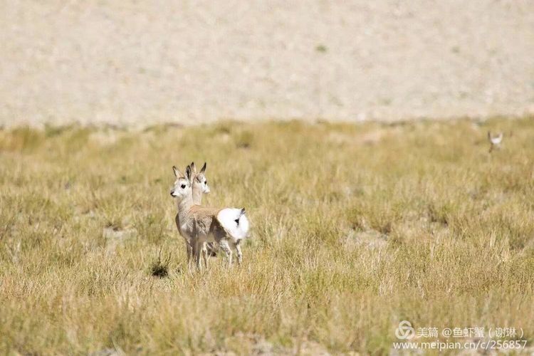 只要能去*藏西**,头痛高反什么的都不care