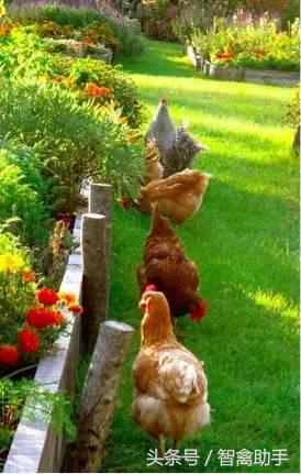 小鸡啄肛什么原因,鸡子啄鸡蛋是什么原因