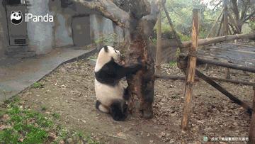 据说只要看到这双“雪地靴”，姑娘们都会挪不动脚！