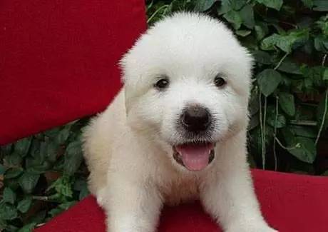 黄色毛的狗狗是什么品种,狗狗品种大全及图片与介绍