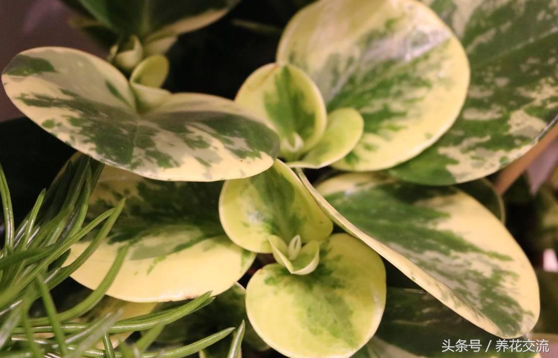 紫边碧玉开花需要剪掉吗,碧玉莲干枯的叶子能剪掉吗