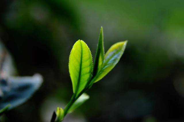 宇治抹茶为什么这么好,日本宇治抹茶