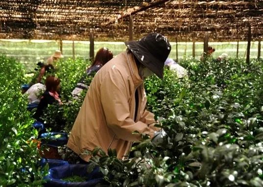 宇治抹茶为什么这么好,日本宇治抹茶