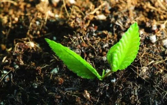 vc可以调节土壤酸碱吗,调节土壤酸碱平衡的最佳方法