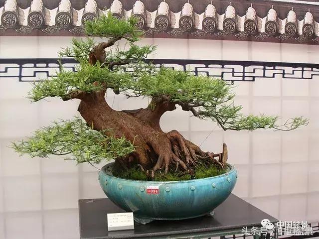 如何看待盆景的技法,盆景入坑的十大感受